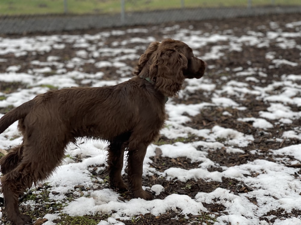 a brown dog standing on top of a snow covered field