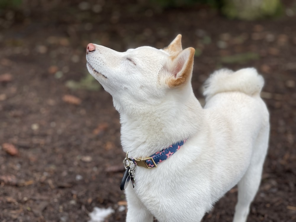 a white dog standing on top of a dirt field