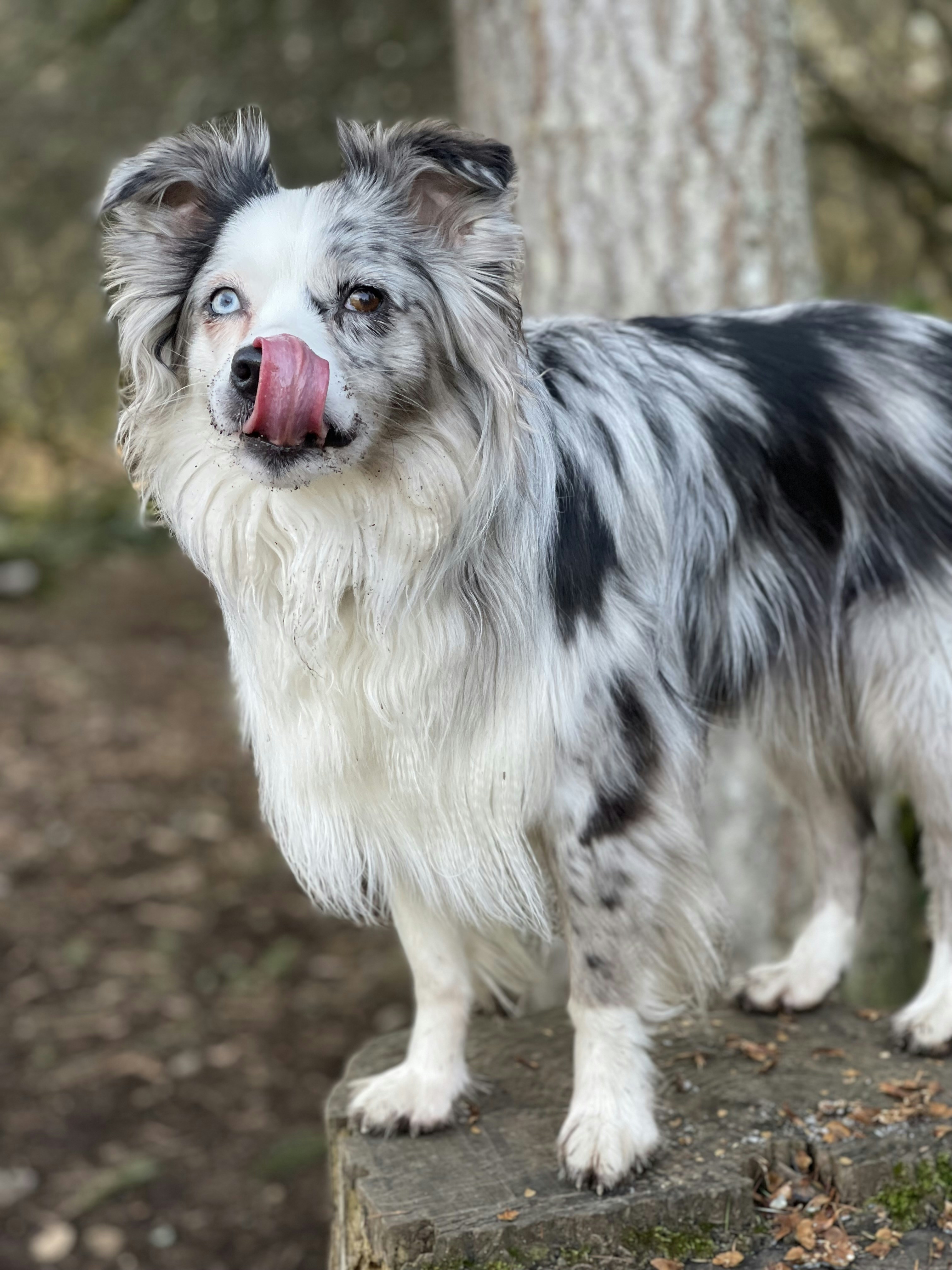 un chien noir et blanc debout au sommet d’une souche d’arbre