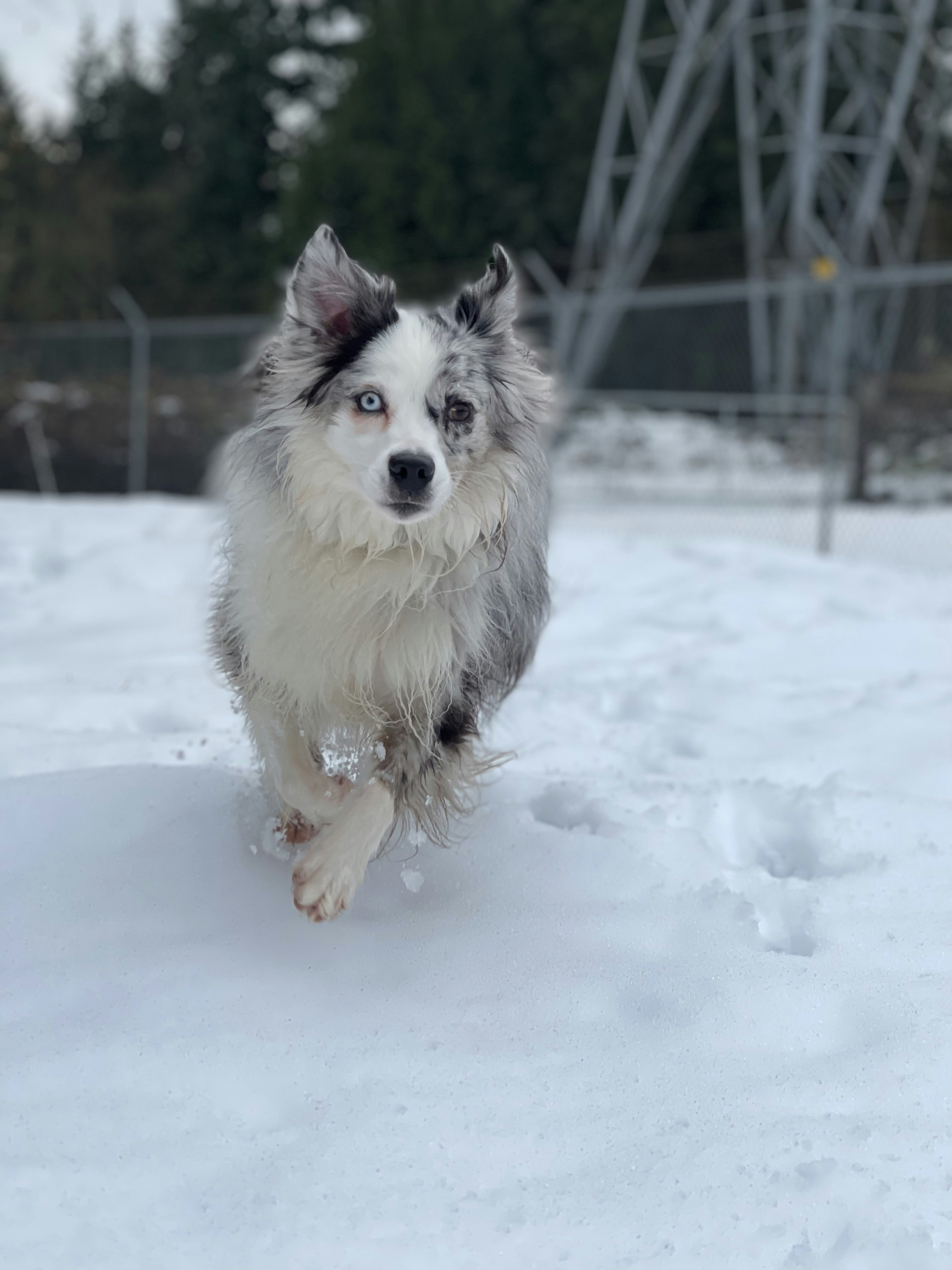 un chien courant dans la neige dans une zone clôturée