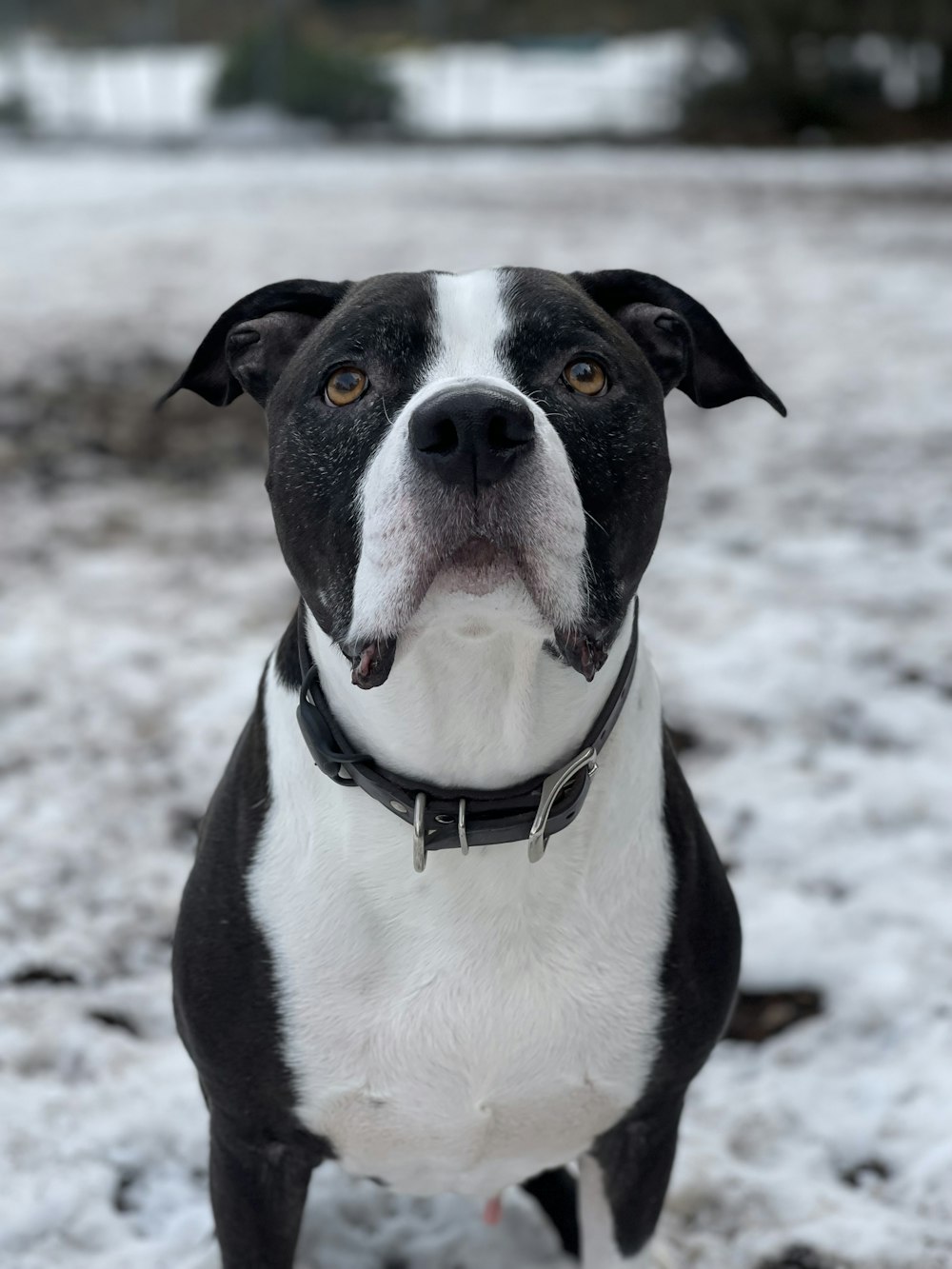 a black and white dog standing in the snow