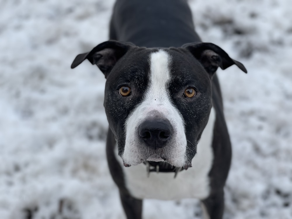 a black and white dog standing in the snow