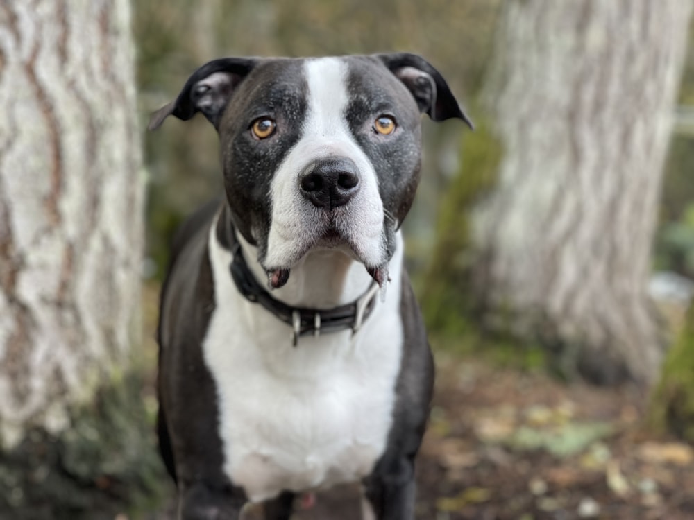 a black and white dog standing next to a tree