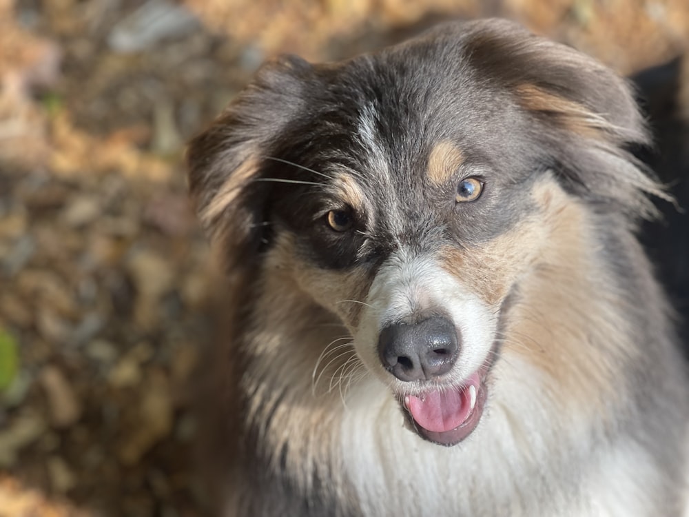 a close up of a dog with its tongue out