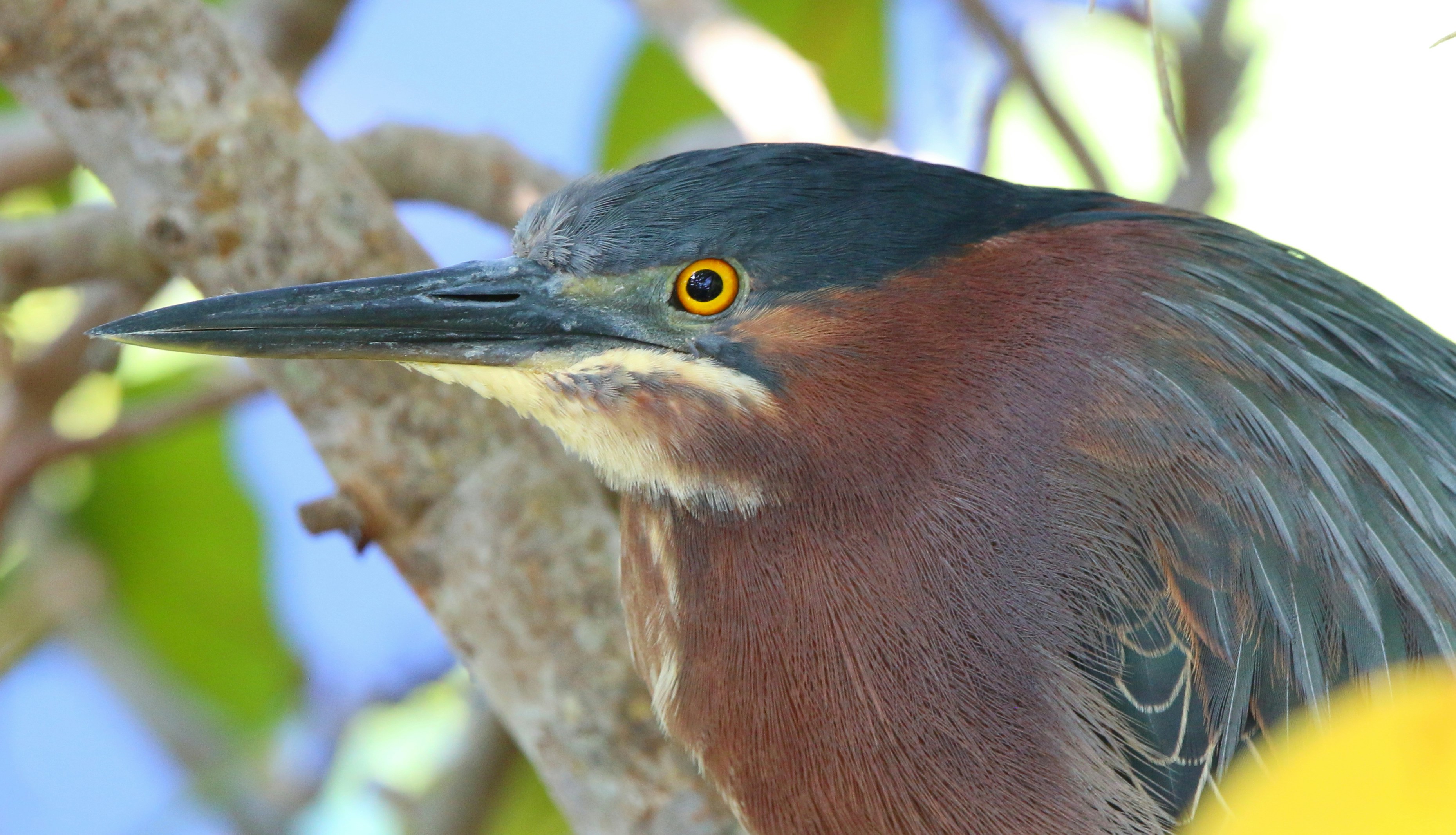 Photo by goldenplover31