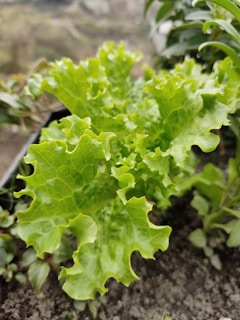 A fresh, green lettuce plant with crinkled leaves growing in a garden setting. The leaves have a vibrant and healthy appearance with various shapes and textures. Surrounding the plant are other smaller green plants and soil, creating a natural and earthy environment.