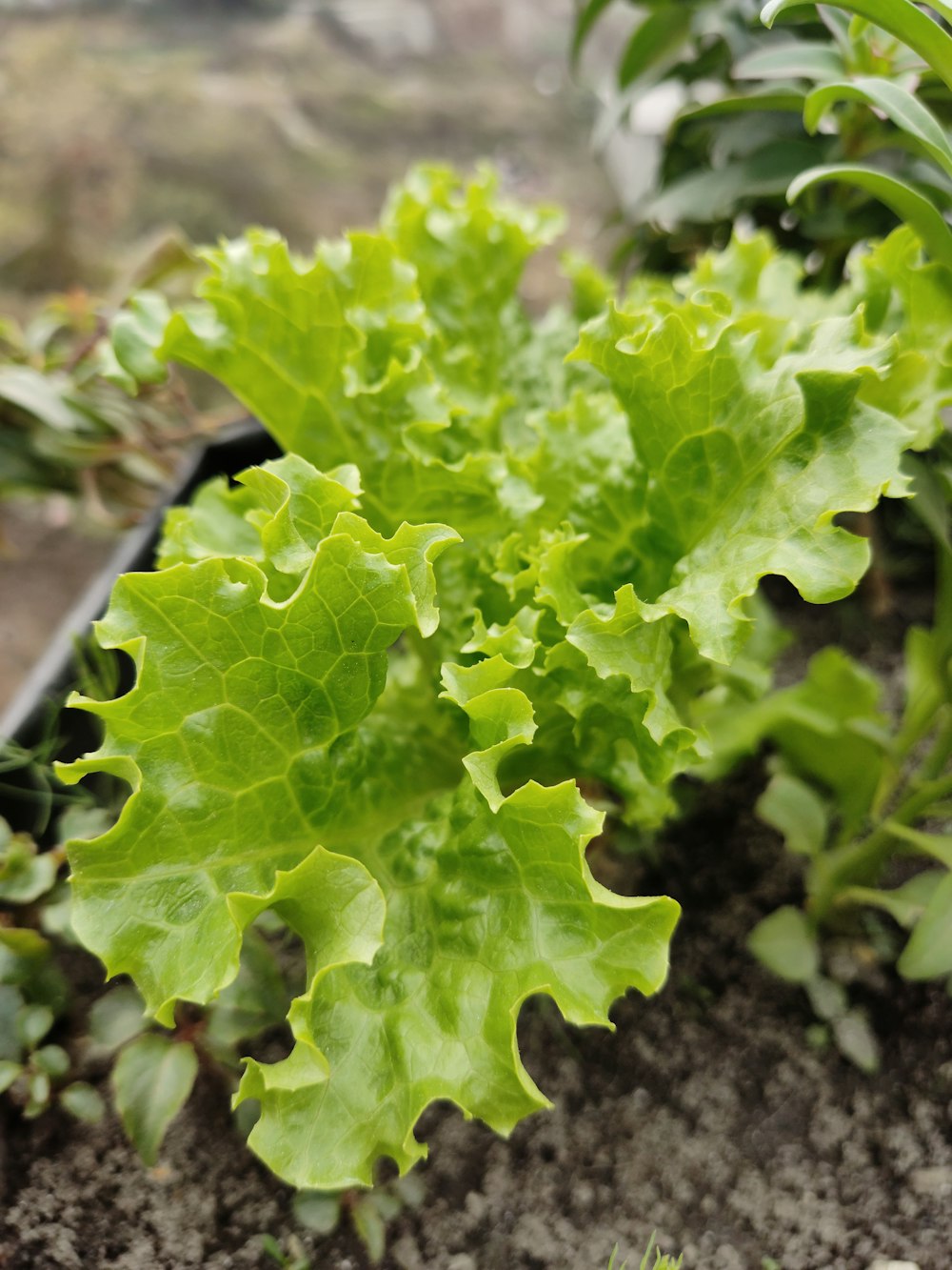 a close up of a plant growing in dirt