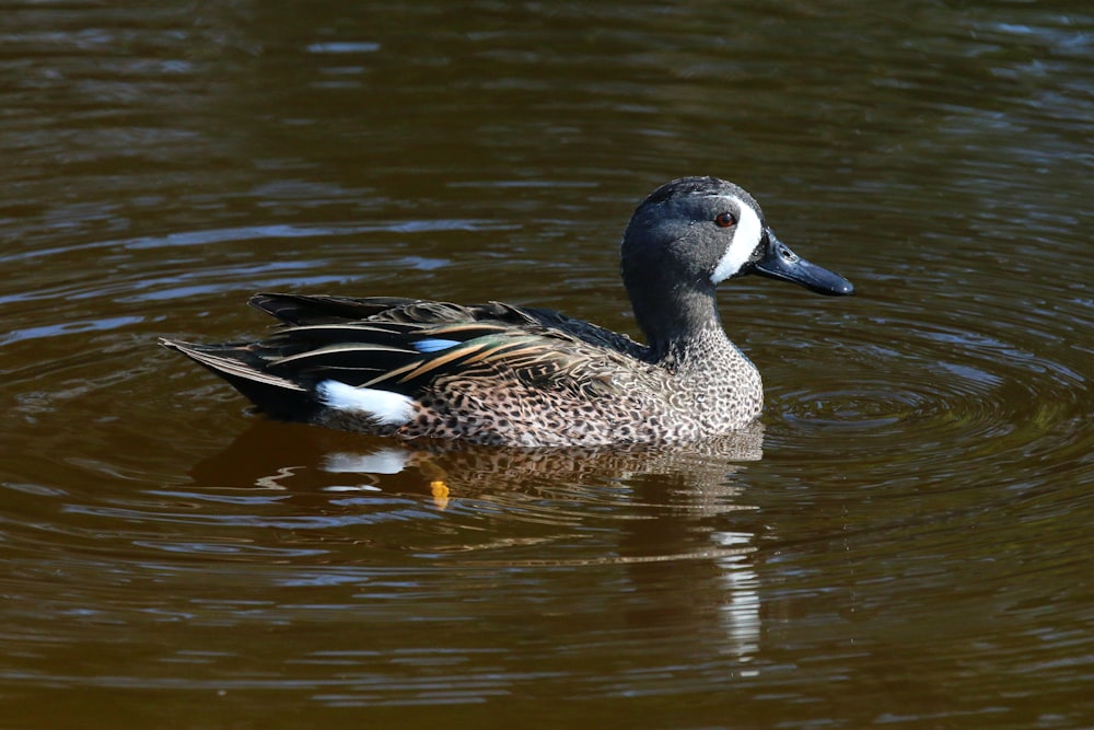 a duck floating on top of a body of water