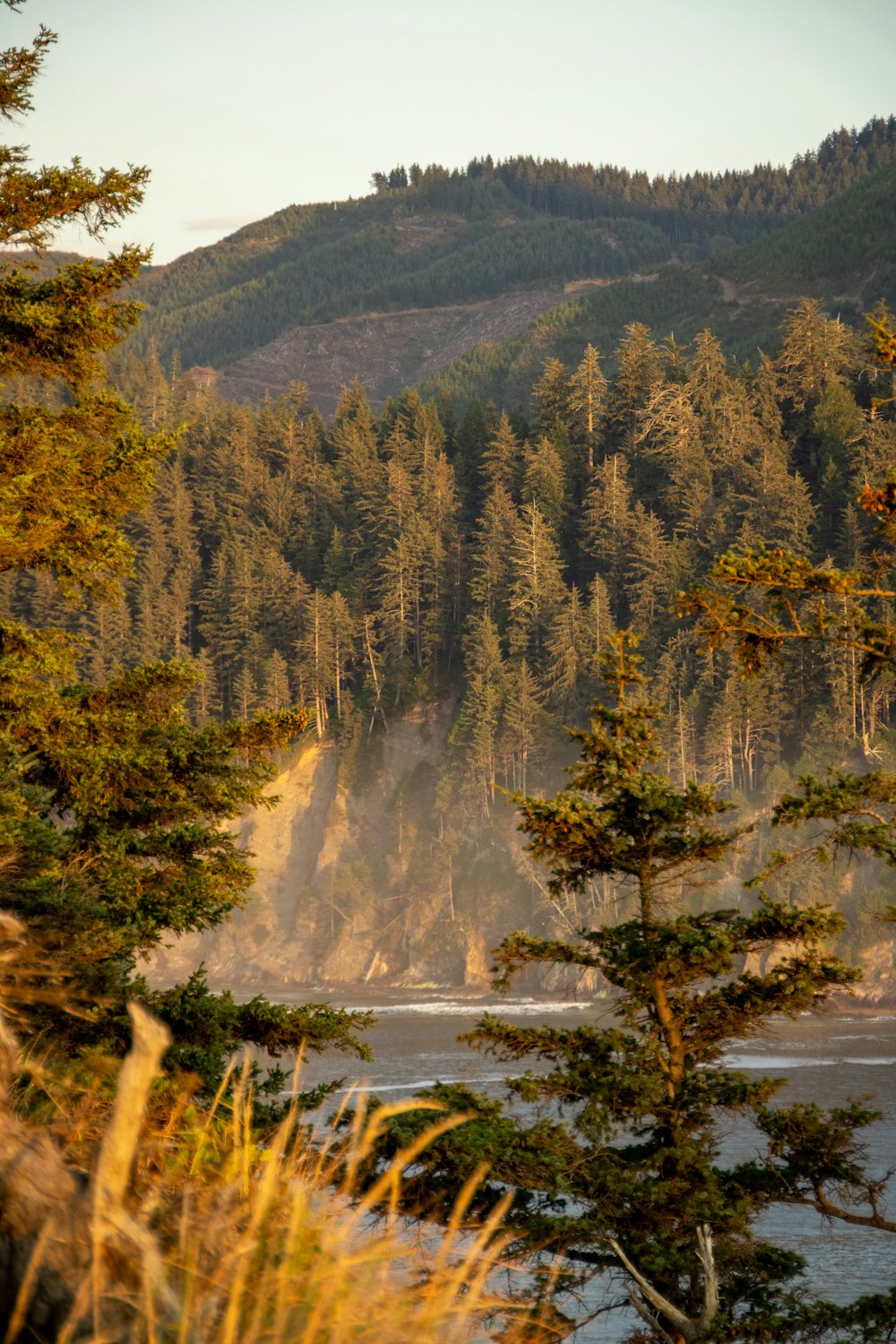 a forest filled with lots of trees next to a river