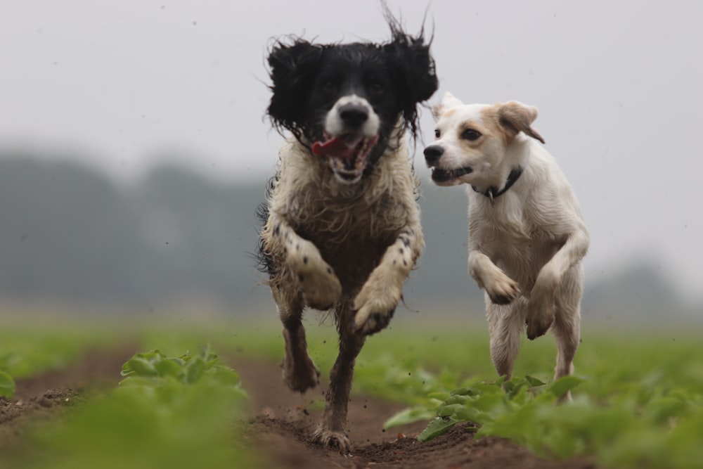 a couple of dogs running across a field