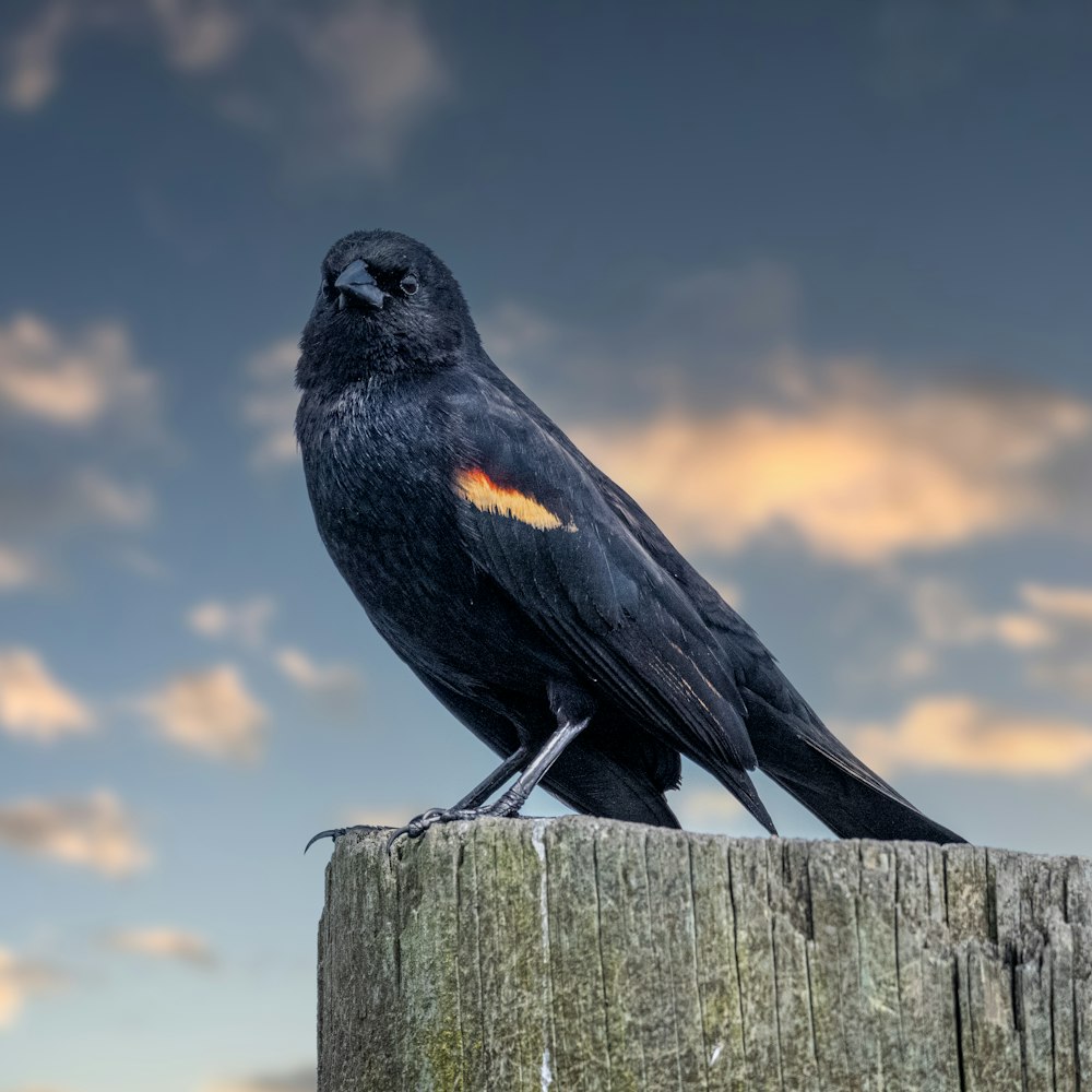 um pássaro preto sentado em cima de um poste de madeira