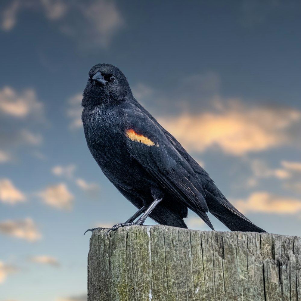 a black bird sitting on top of a wooden post