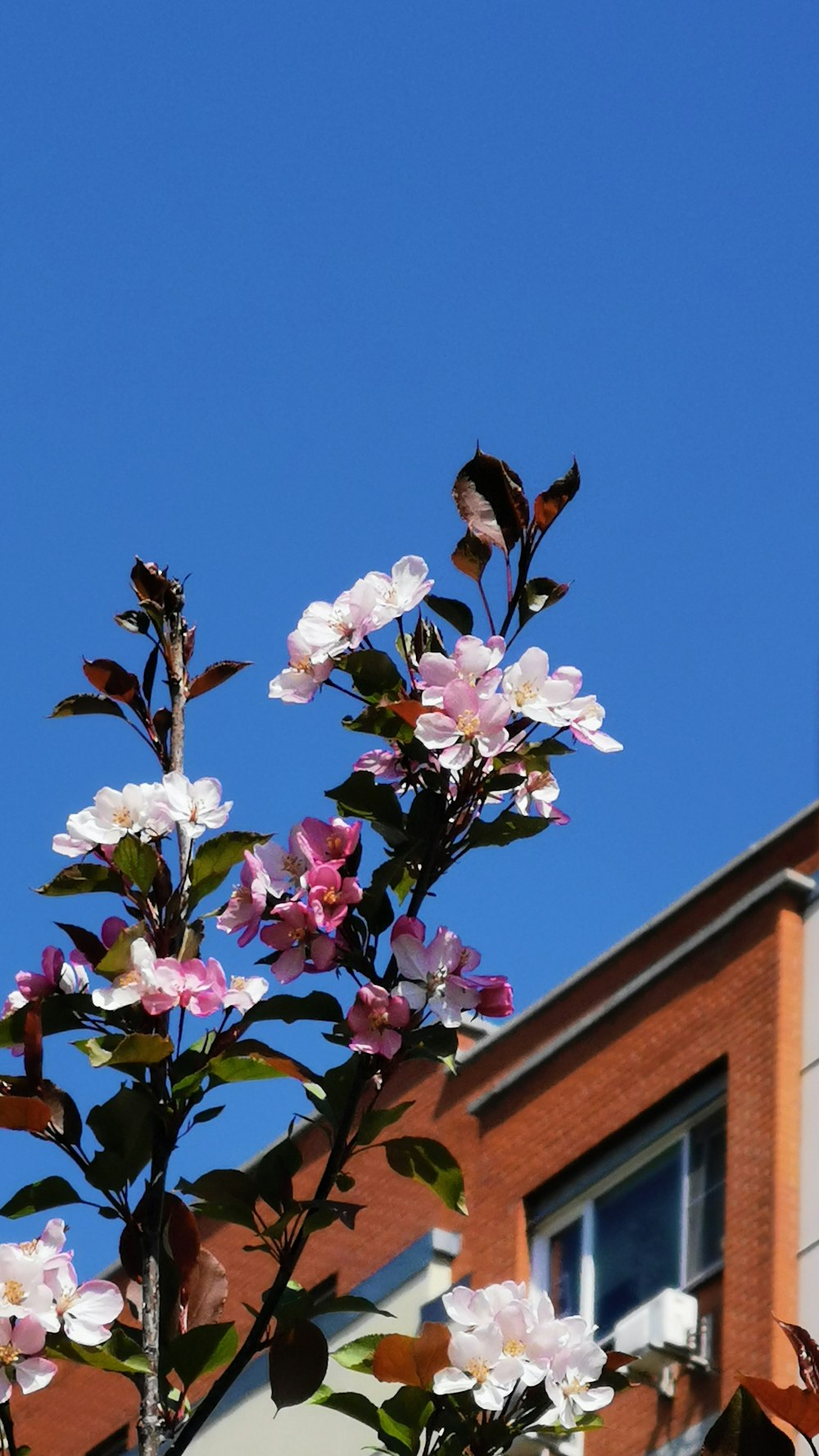 a tree with pink flowers in front of a building