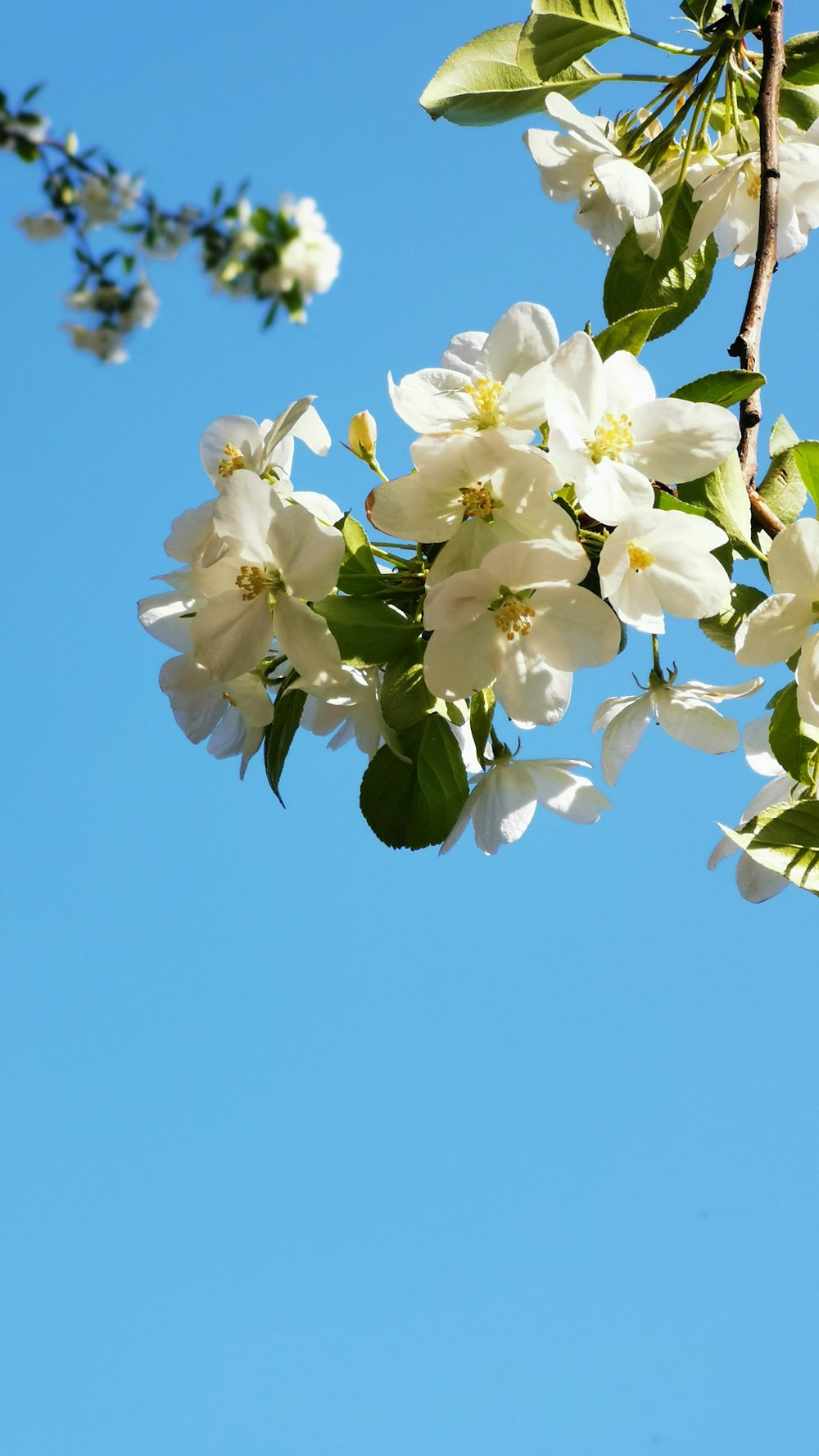 a tree branch with white flowers against a blue sky