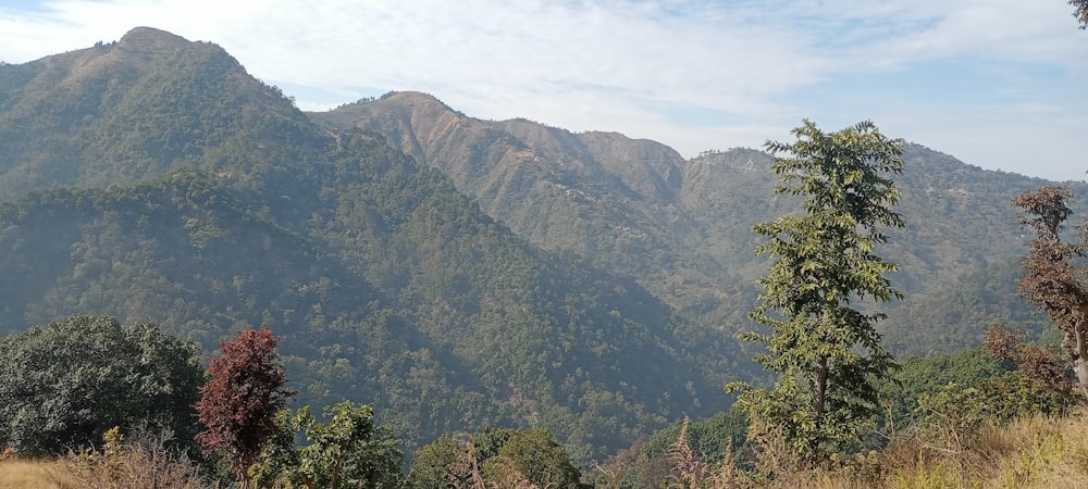 a view of a mountain range with trees in the foreground