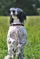 A black and white dog stands on its hind legs in a grassy field, wearing aviator sunglasses. The dog's fur appears wet, suggesting recent play or swimming. The background is a blur of greenery, hinting at a sunny day.