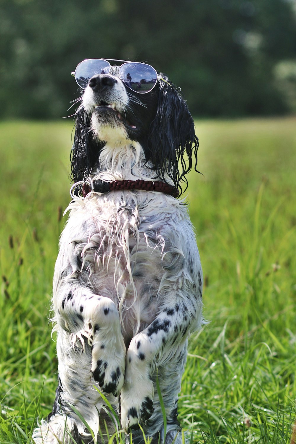 a black and white dog wearing sunglasses in a field