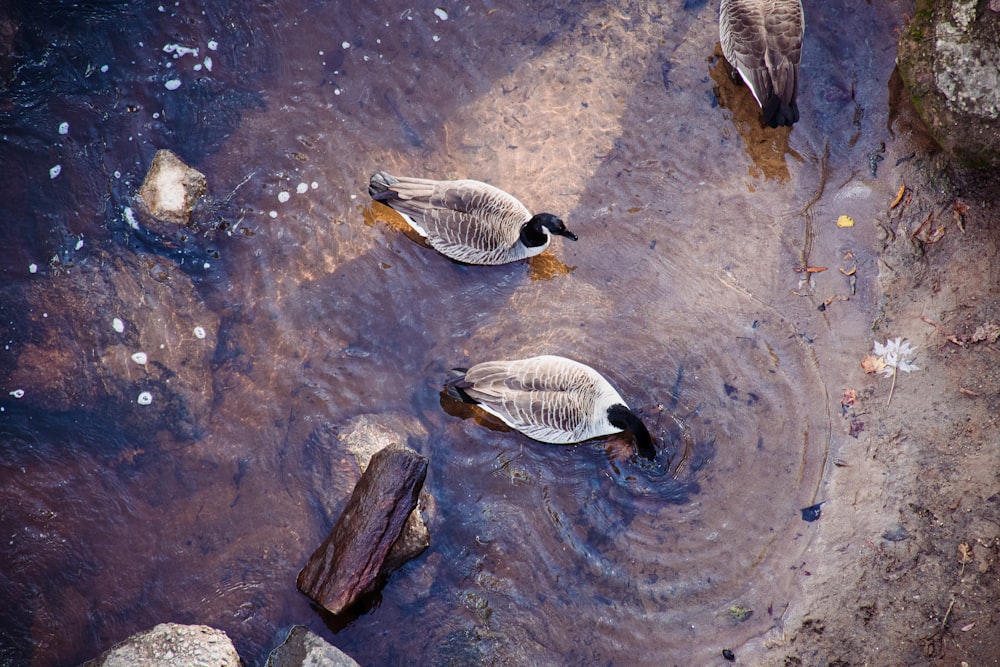 two ducks are swimming in a pond of water