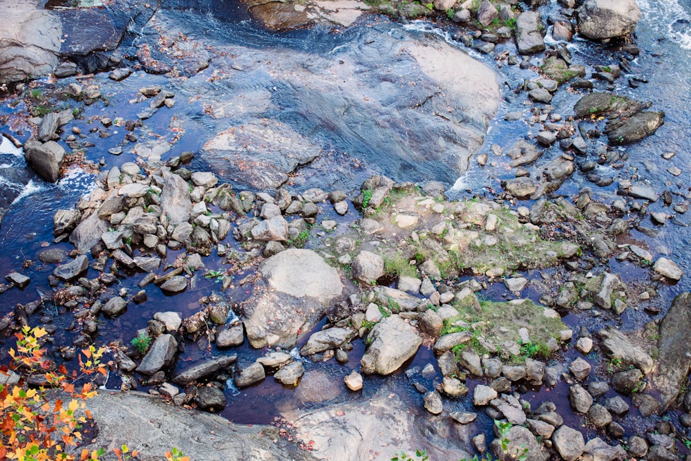 a river flowing through a lush green forest