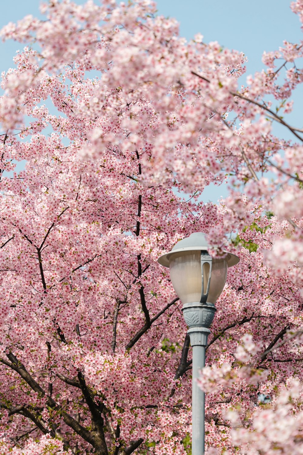 a street light in front of a flowering tree