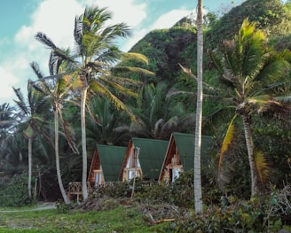 Three wooden cabins with green roofs are nestled among lush green palm trees and dense foliage. The scene suggests a tropical environment with a clear blue sky above.
