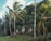 Three wooden cabins with green roofs are nestled among lush green palm trees and dense foliage. The scene suggests a tropical environment with a clear blue sky above.