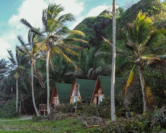 Three wooden cabins with green roofs are nestled among lush green palm trees and dense foliage. The scene suggests a tropical environment with a clear blue sky above.