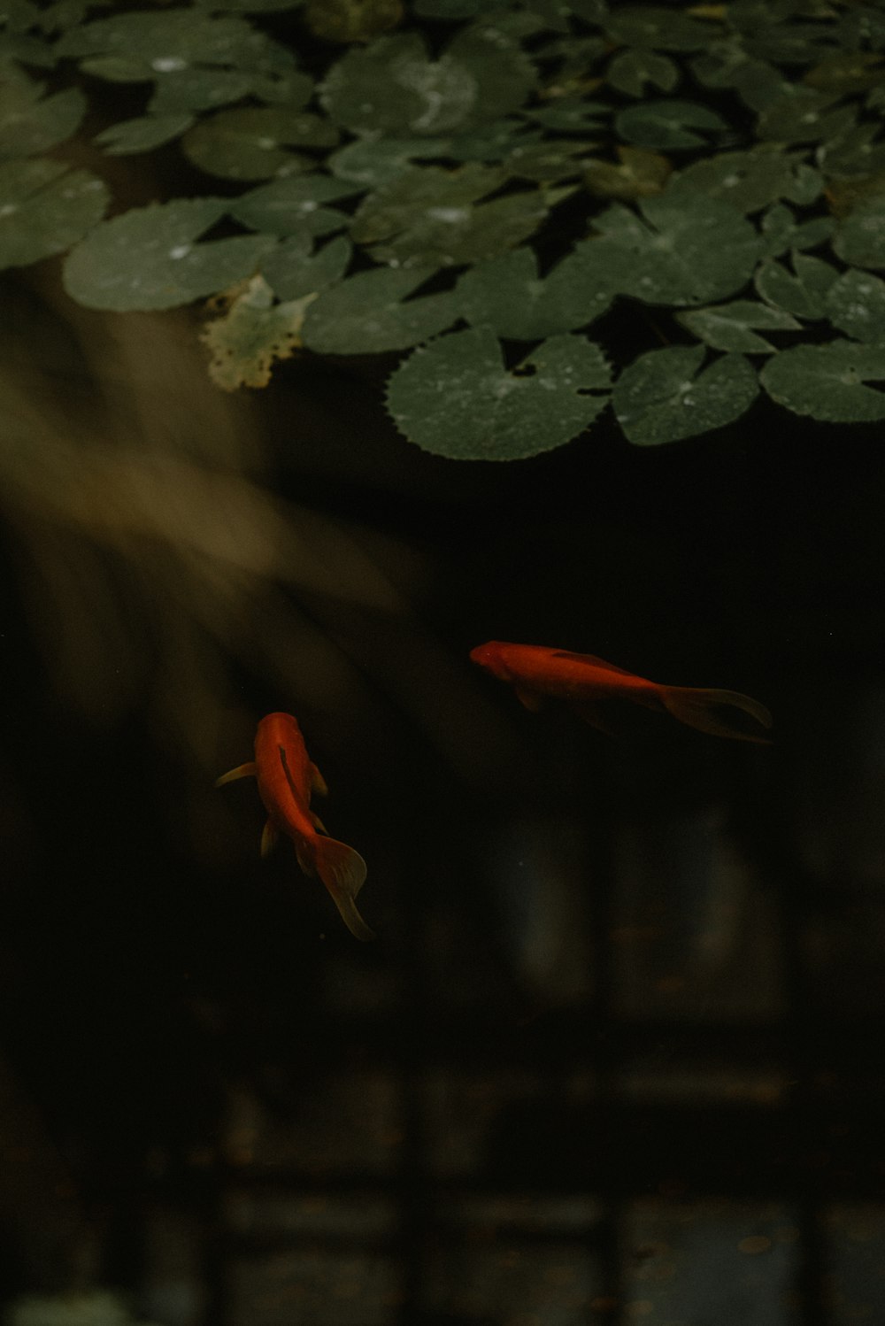 two goldfish swimming in a pond with lily pads