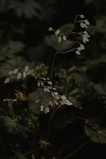 a close up of a plant with white flowers