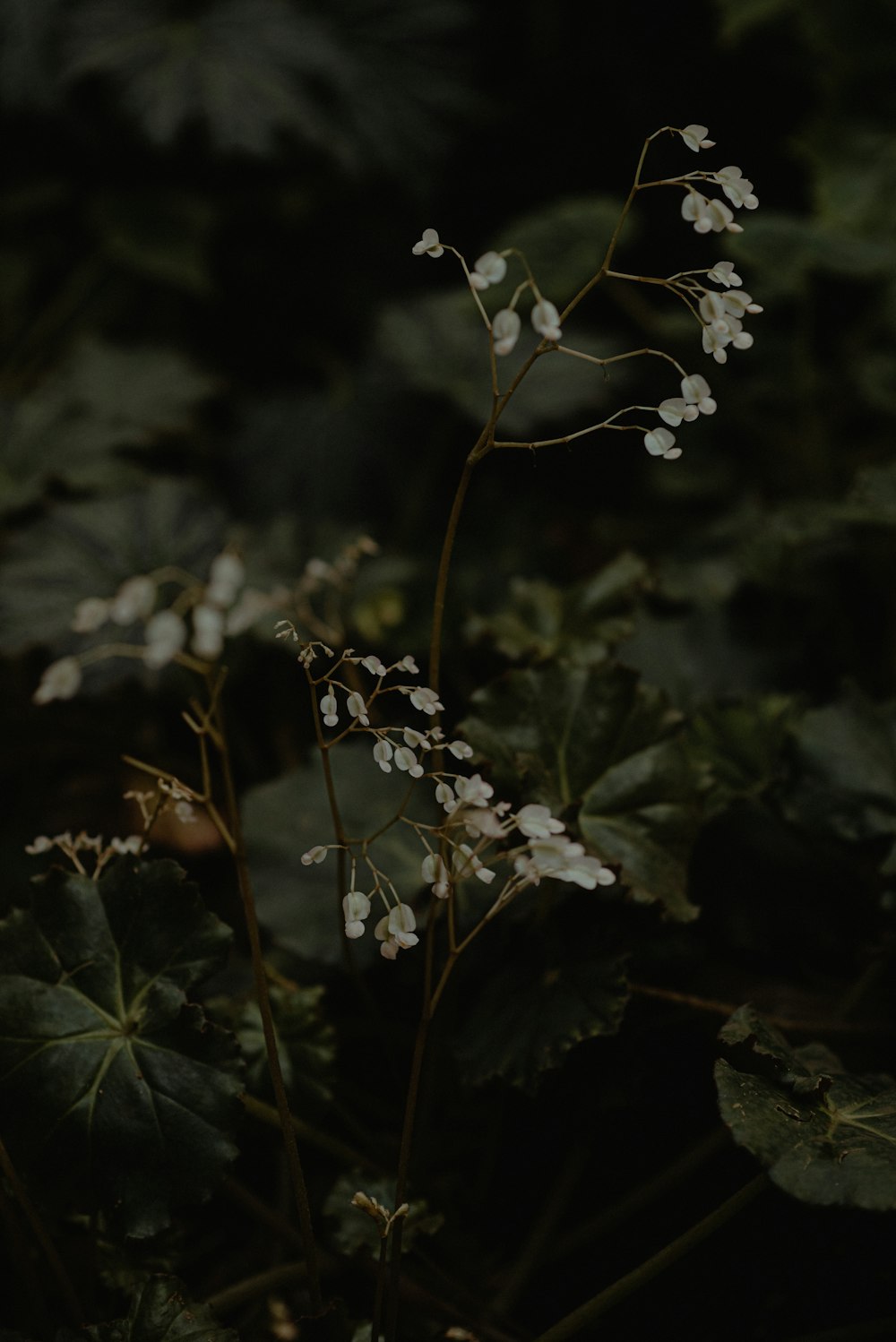 a close up of a plant with white flowers