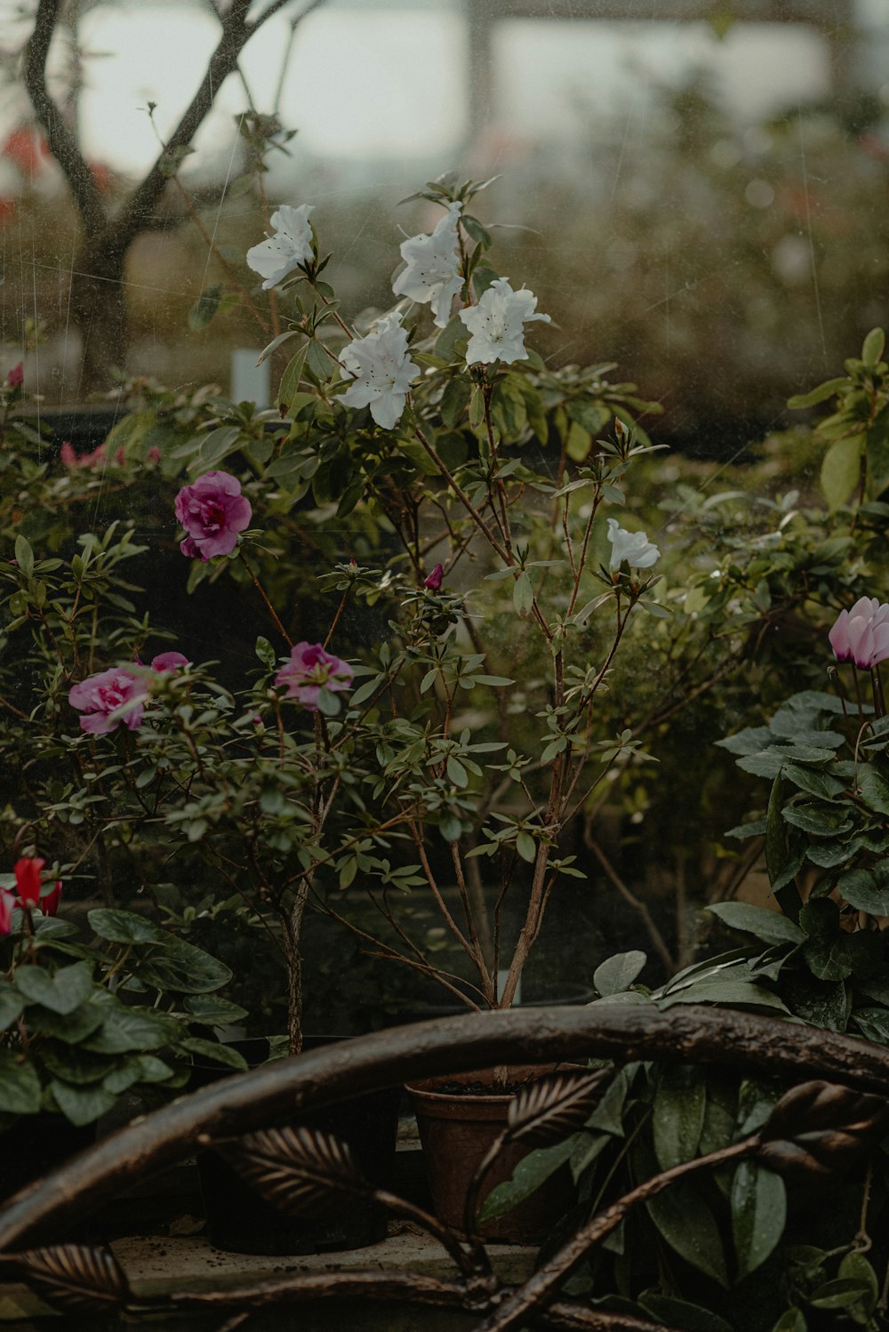 a bunch of flowers that are in a pot