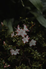 a close up of a flower on a plant