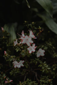a close up of a flower on a plant