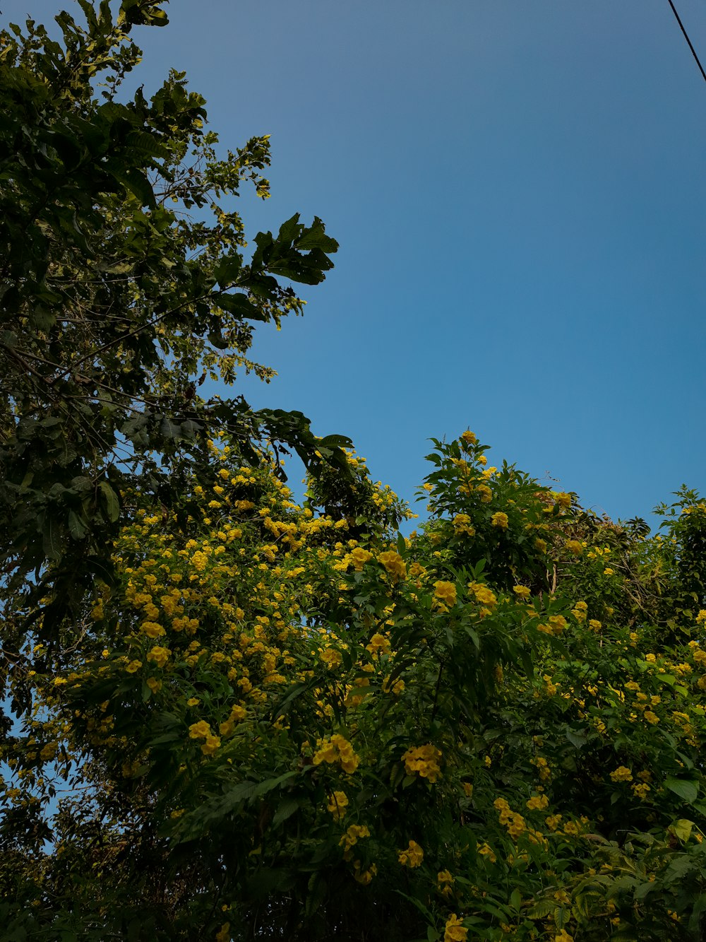 a bird is perched on top of a tree