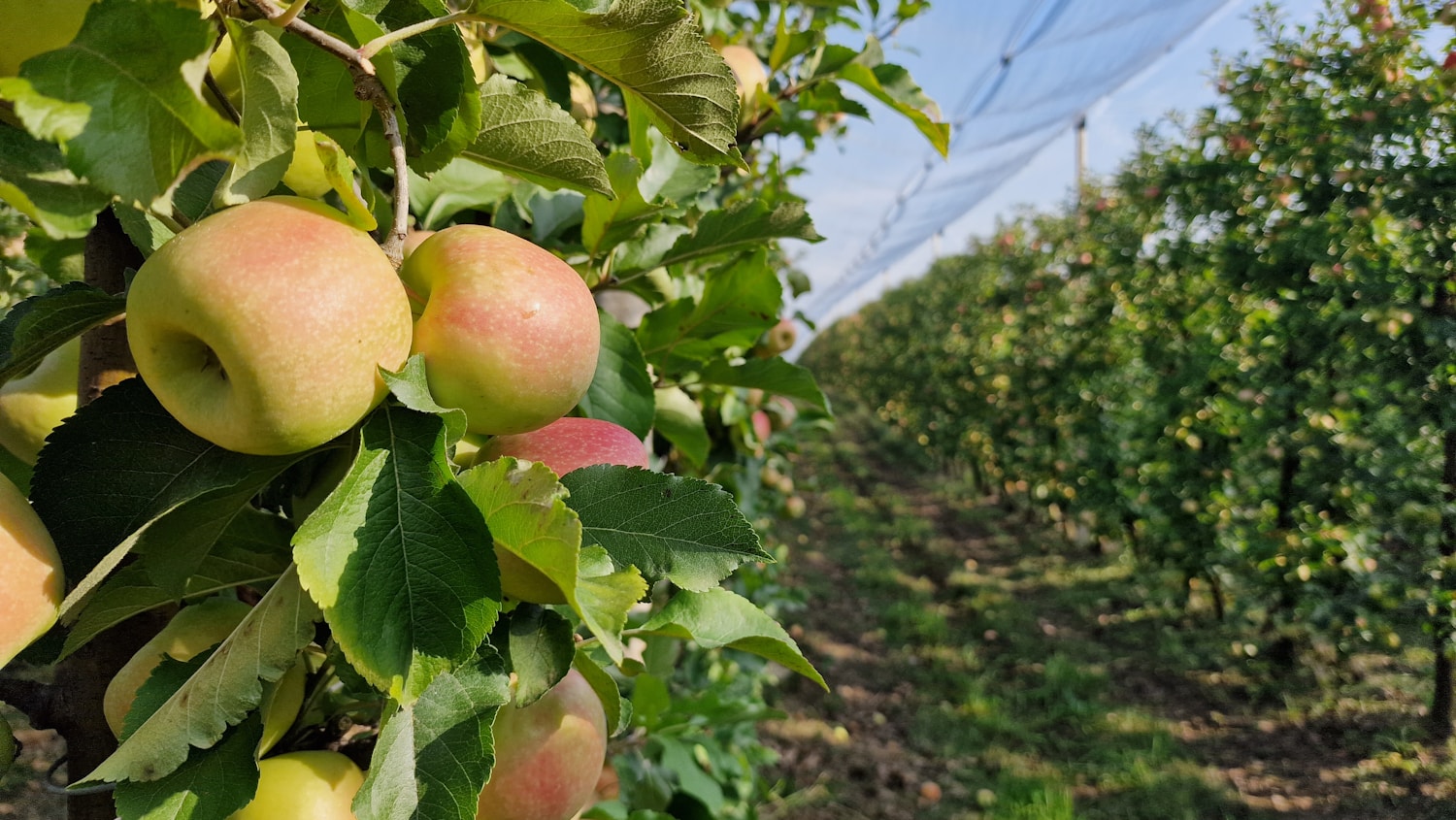 Advanced Security Icon