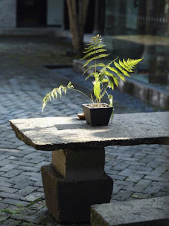 A sunlit stone patio bordered by lush native ferns and moss-covered rocks in a Nanaimo backyard.