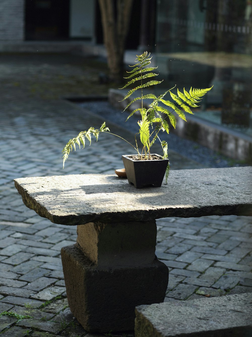 a potted plant sitting on top of a stone bench