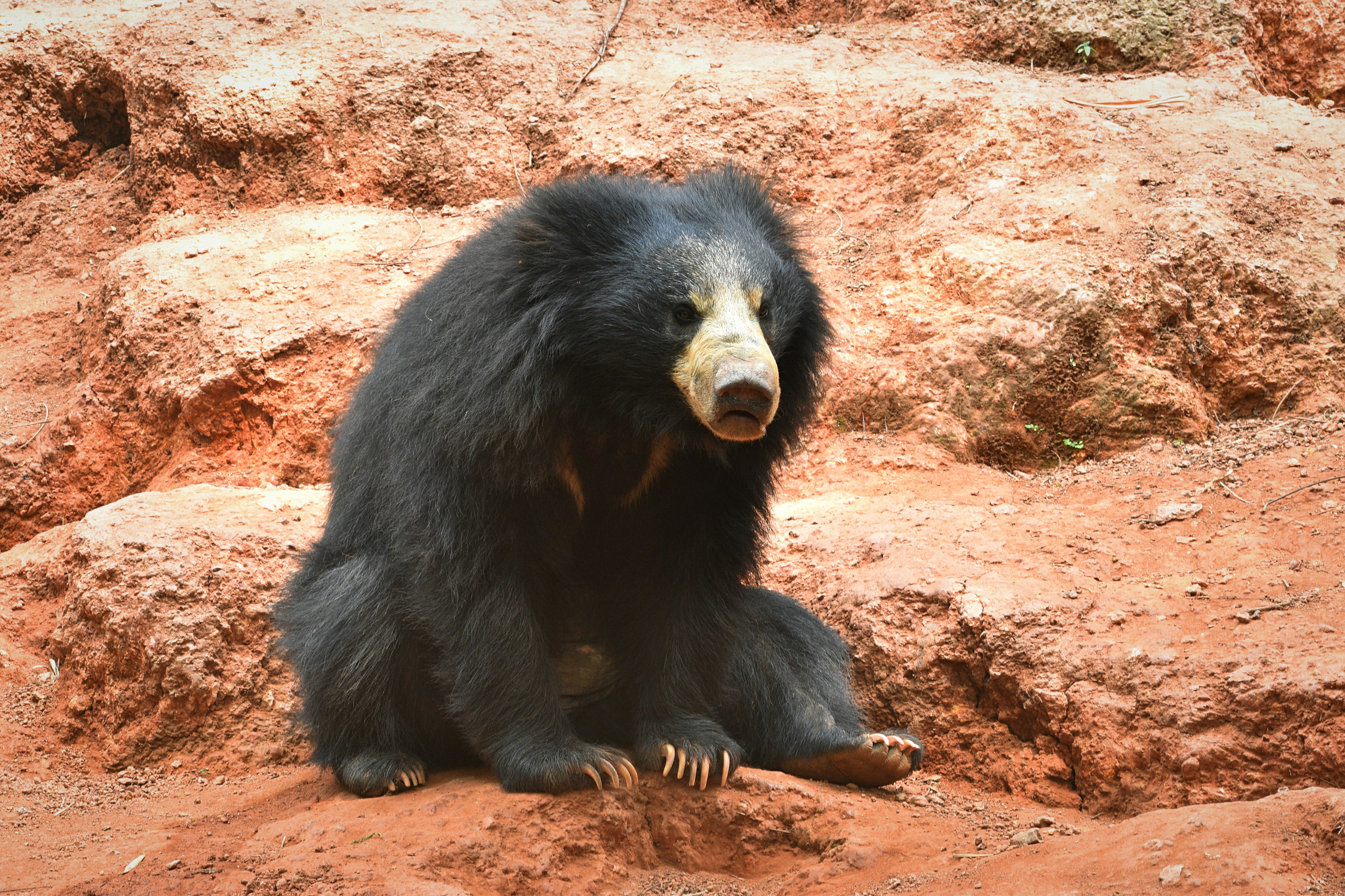 A black bear sitting on top of a red rock photo – Free ...