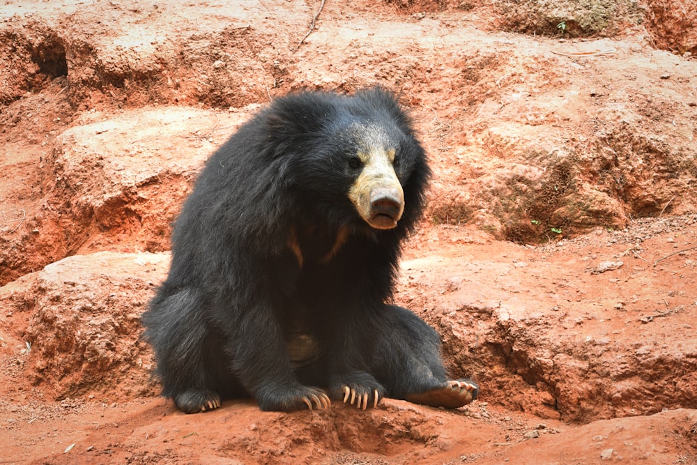 a black bear sitting on top of a red rock