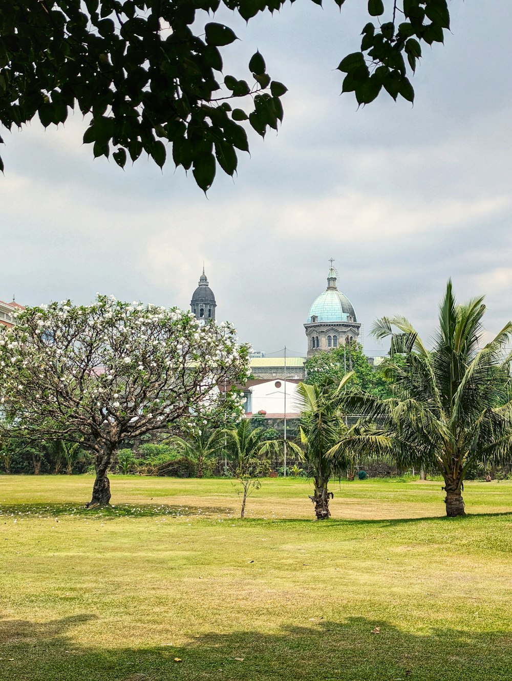 a grassy field with trees and a building in the background