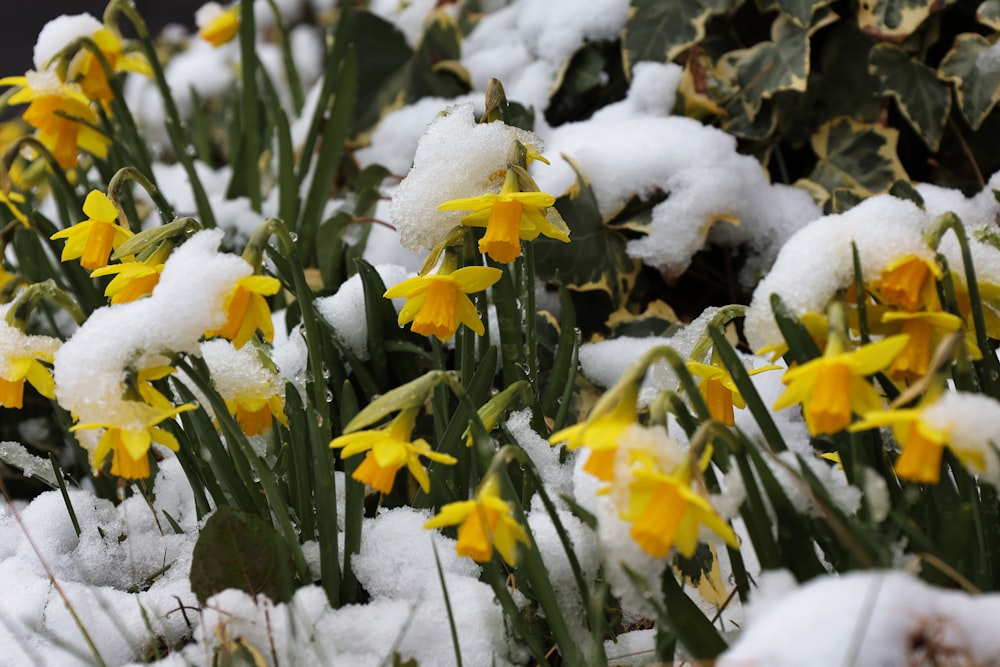 a bunch of flowers that are in the snow