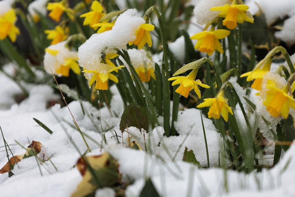 a bunch of flowers that are in the snow