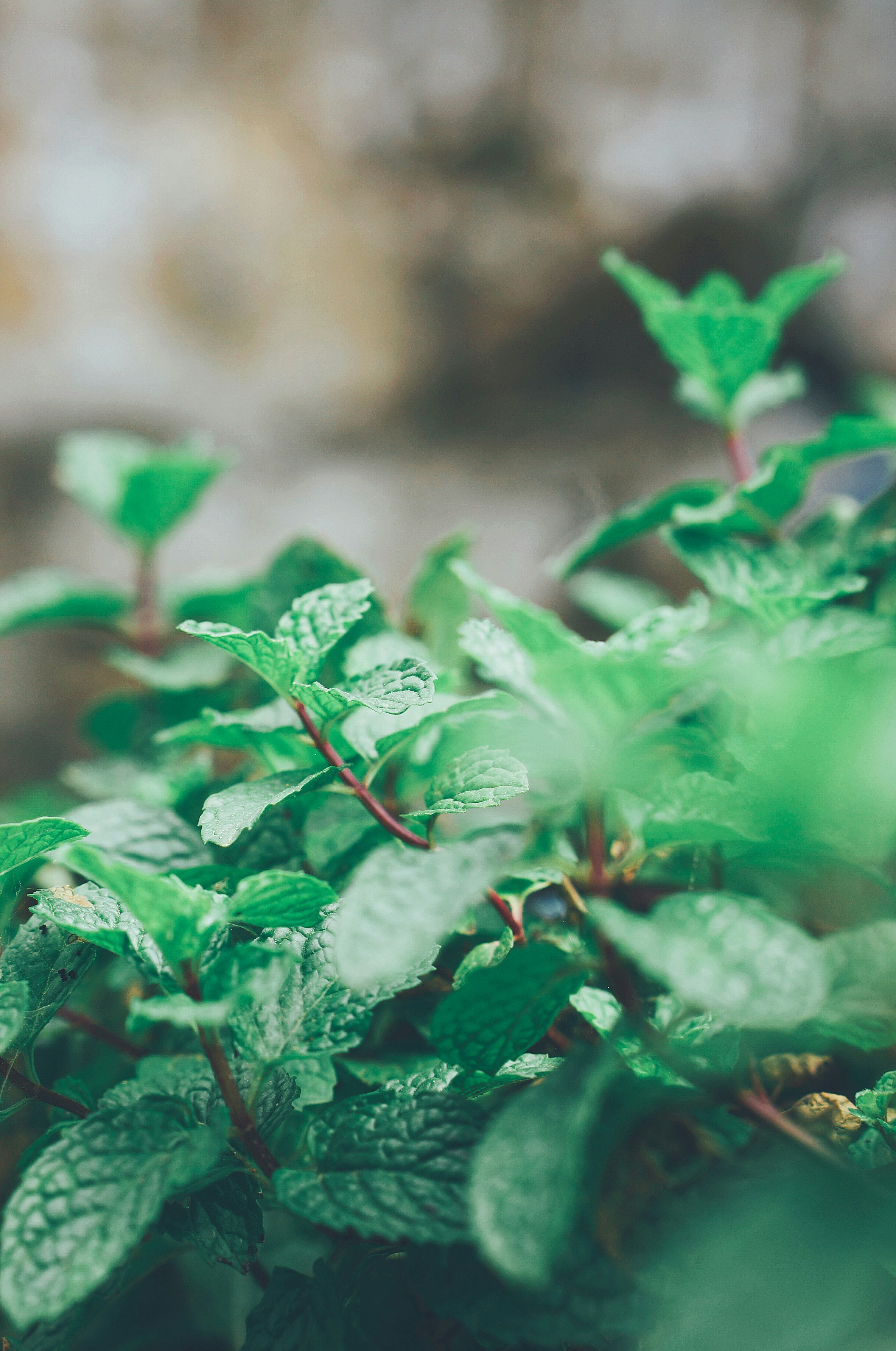 Photo by carottongteo