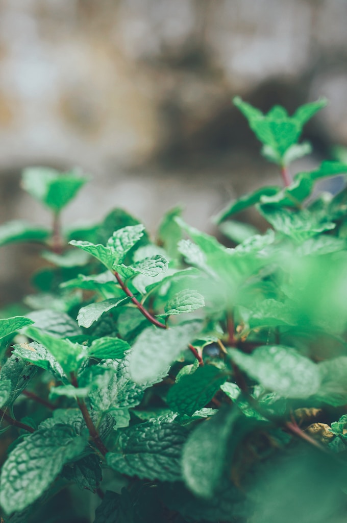 Fresh Peppermint Leaf Tea