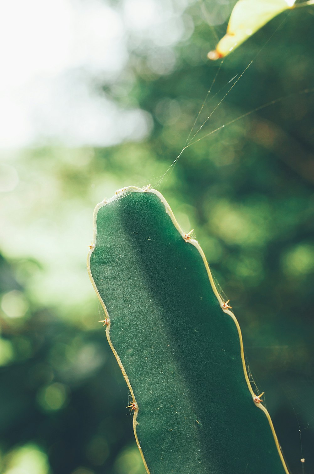 a close up of a green plant with a spider on it