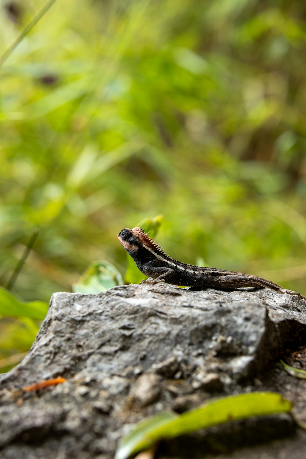 a lizard sitting on top of a tree stump