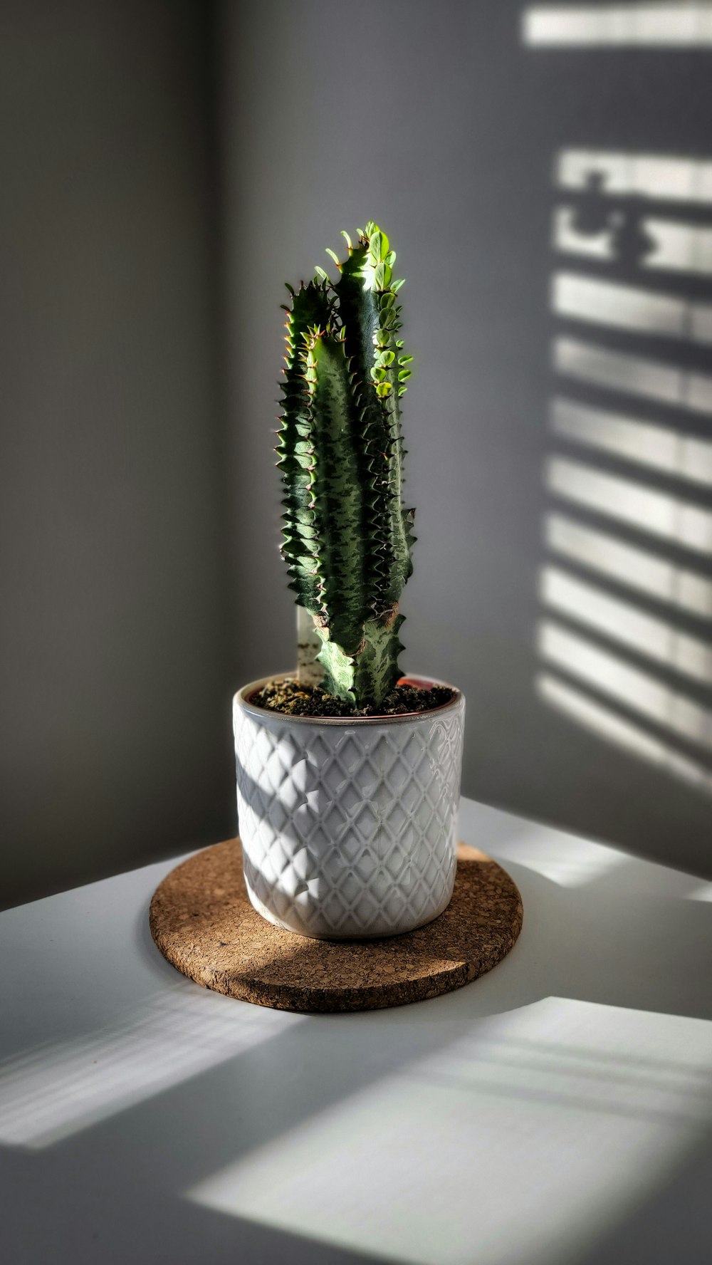 a small cactus in a white pot on a coaster