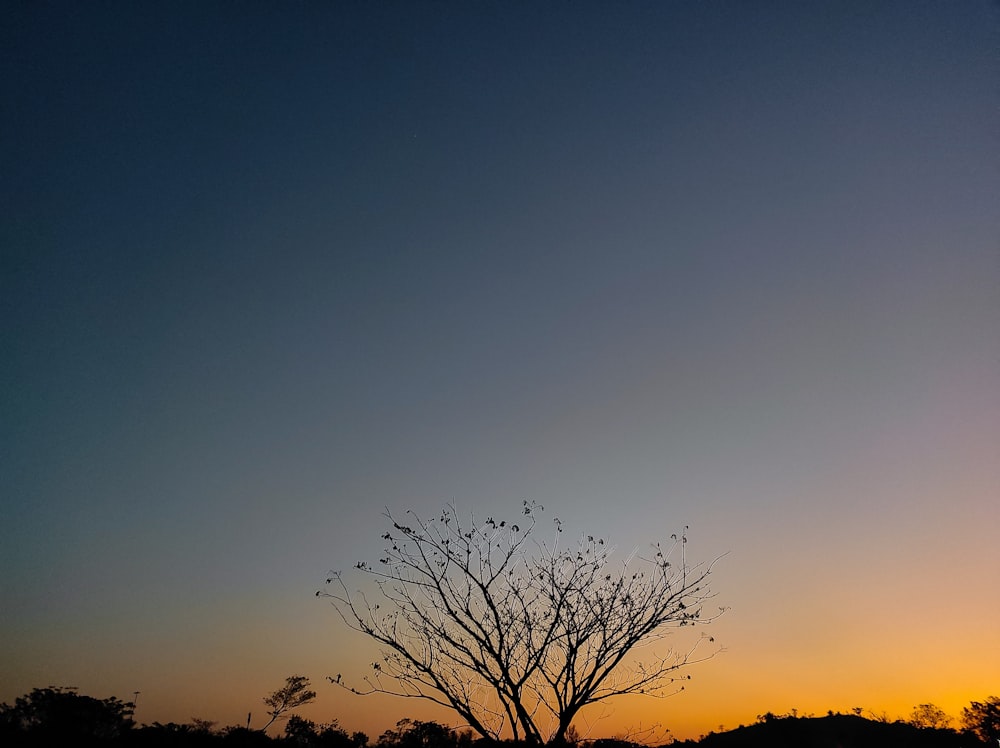 a tree is silhouetted against the evening sky