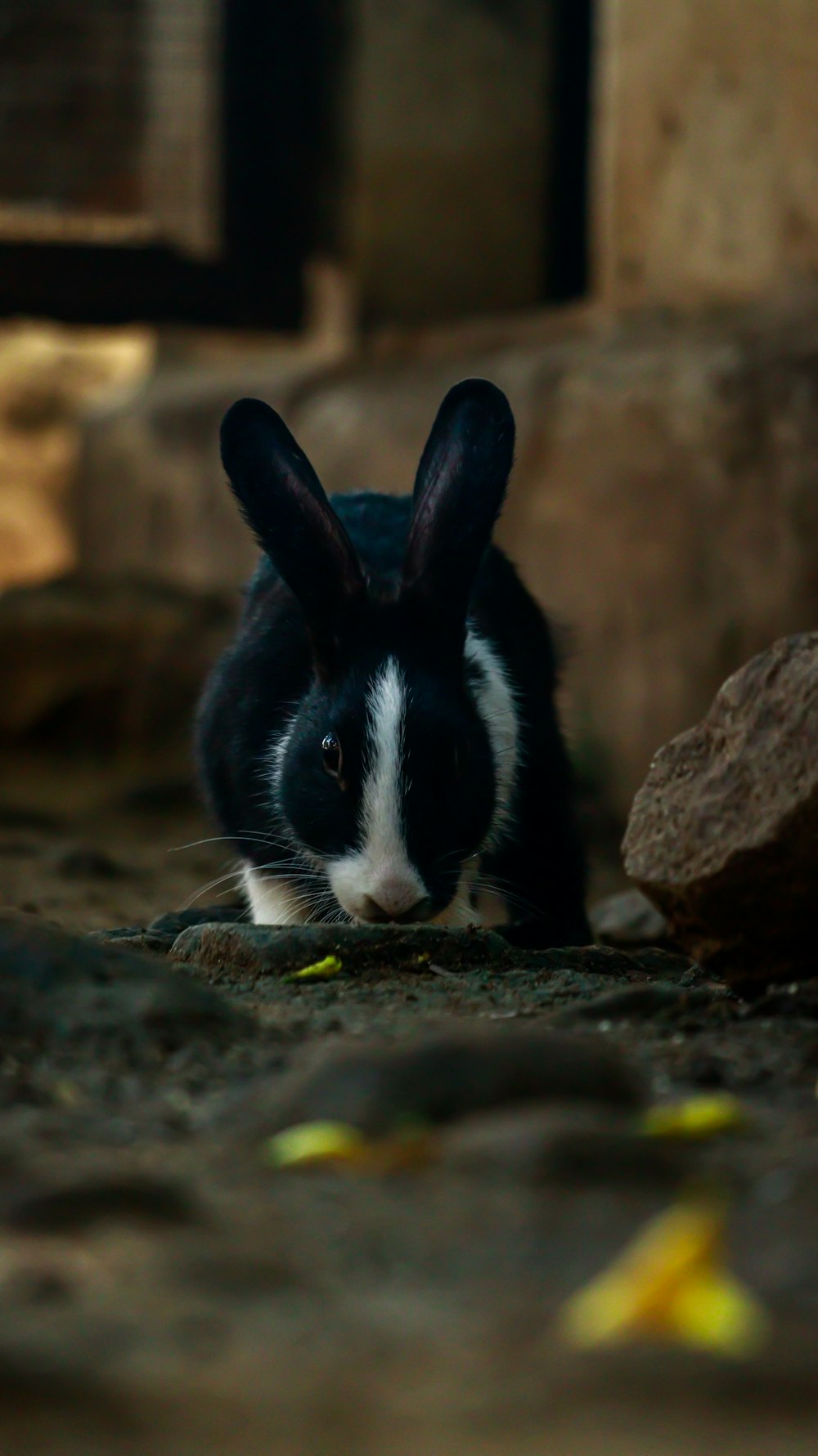 a black and white bunny rabbit sitting on the ground