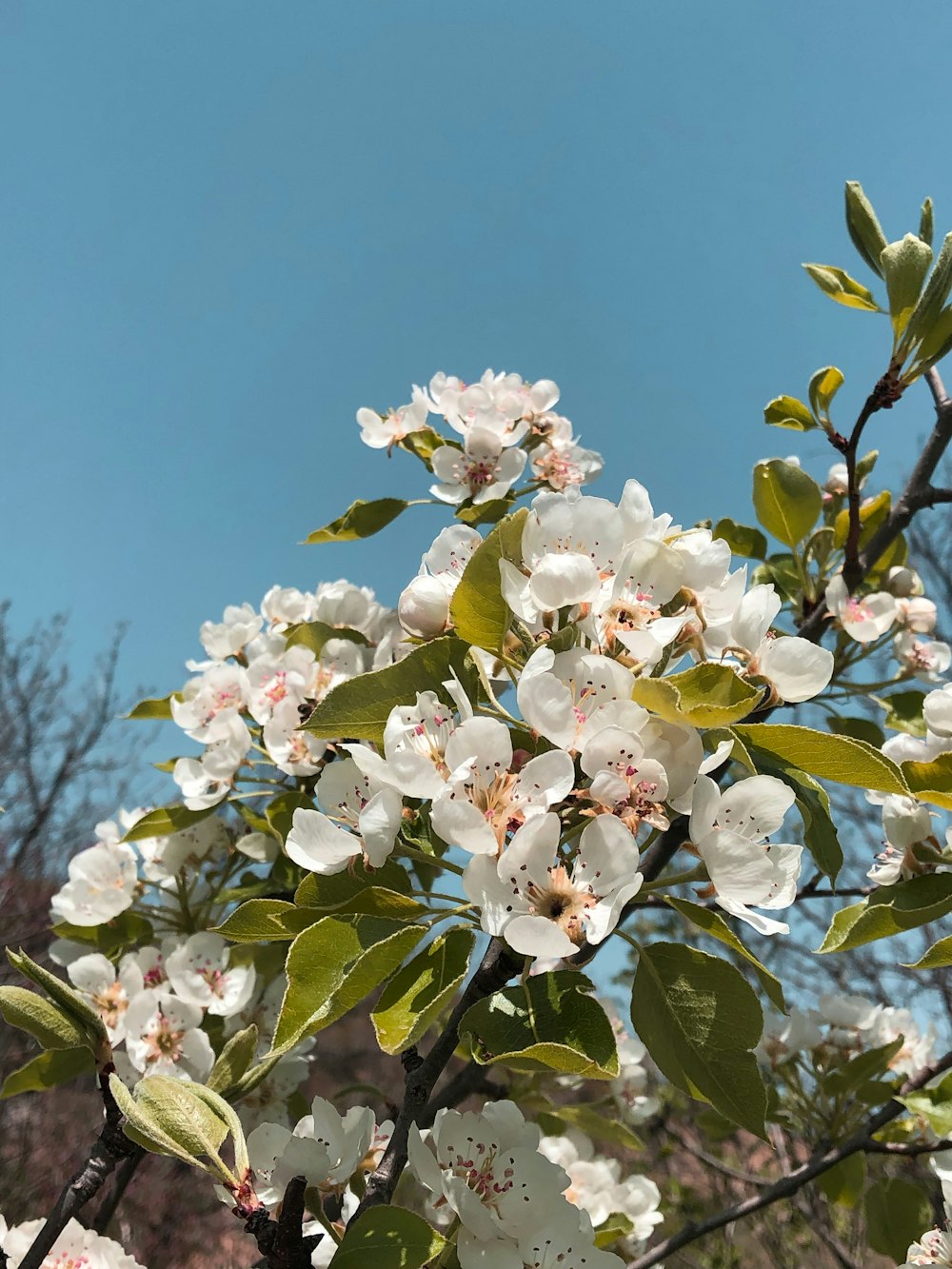 a tree with lots of white flowers on it